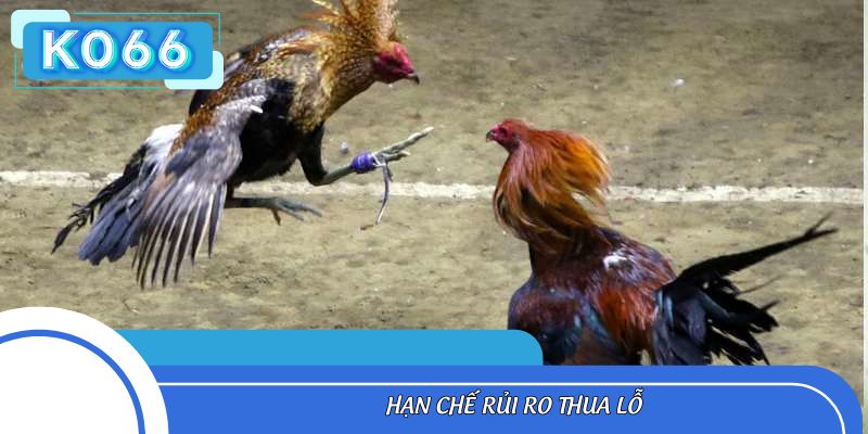 Tránh rủi ro khi đặt cược một cách mù quáng