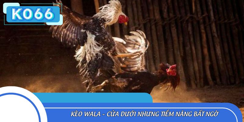 Kèo đấu Wala có tỷ lệ thương cực kỳ hấp dẫn