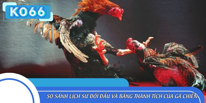 Phân tích lịch sử thi đấu để chọn kèo đá gà phù hợp