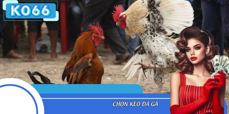 [Cẩm Nang Cá Cược] - Chọn Kèo Đá Gà Như Thế Nào Hợp Lý?
