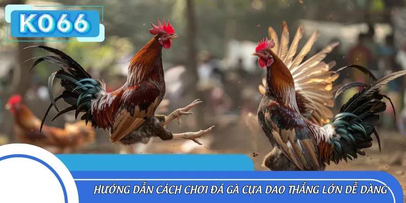 Hướng dẫn cách chơi đá gà cựa dao thắng lớn dễ dàng