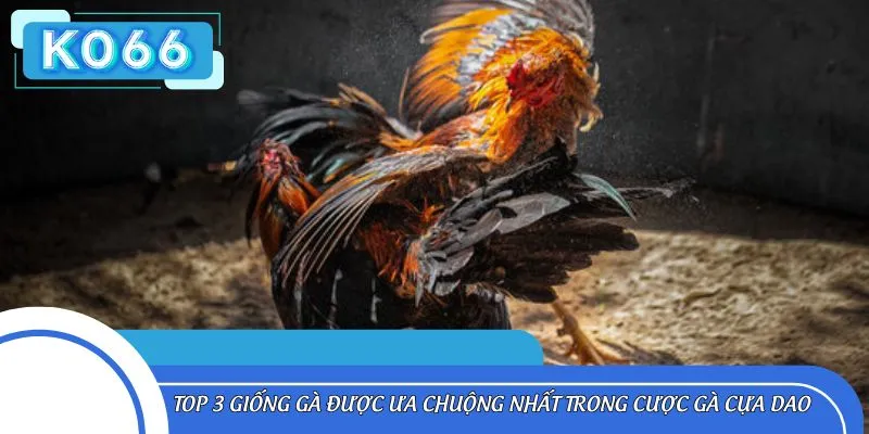 Top 3 giống gà được ưa chuộng nhất trong cược gà cựa dao