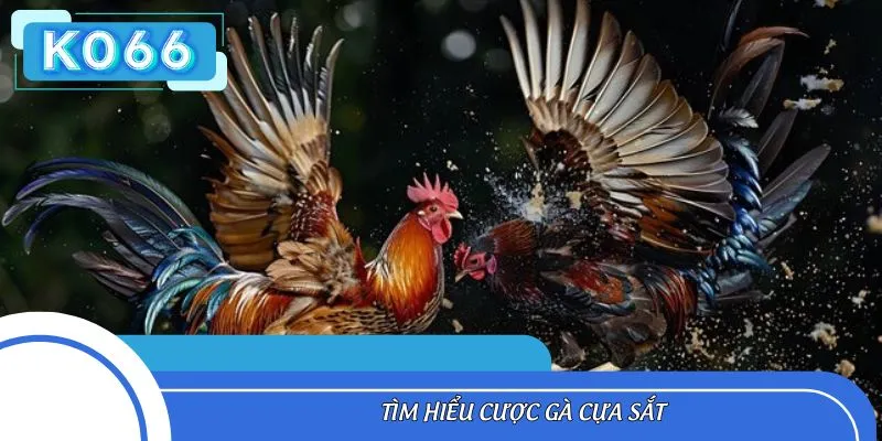 Tìm hiểu cược gà cựa sắt