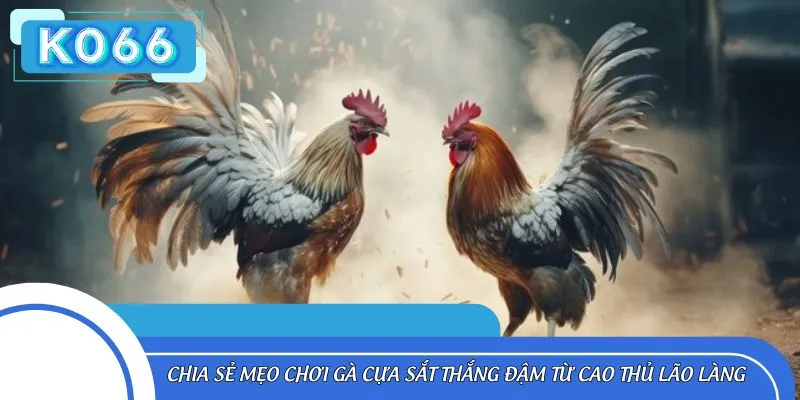 Chia sẻ mẹo chơi gà cựa sắt thắng đậm từ cao thủ lão làng