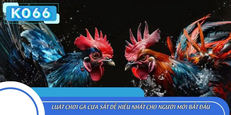 Luật chơi gà cựa sắt dễ hiểu nhất cho người mới bắt đầu