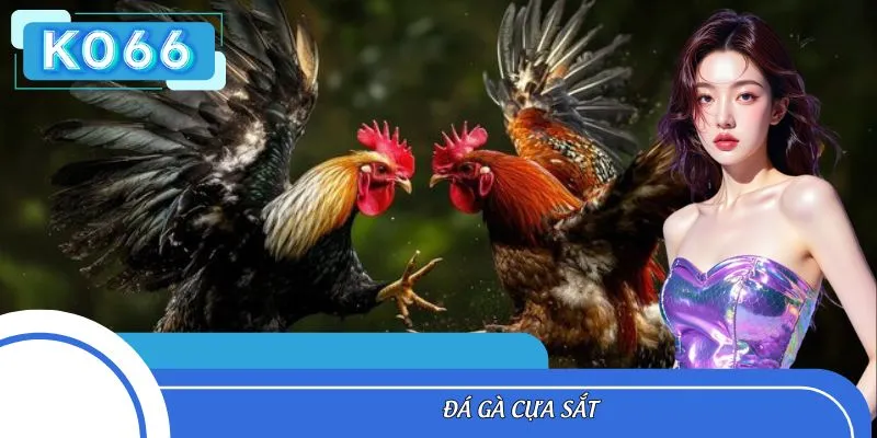Đá Gà Cựa Sắt KO66 - Bí Quyết Chọi Kê Bất Bại Đỉnh Cao
