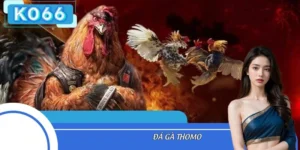Đá Gà Thomo Ko66: Livestream Siêu Nét, Tỷ Lệ Ăn Thưởng Khủng