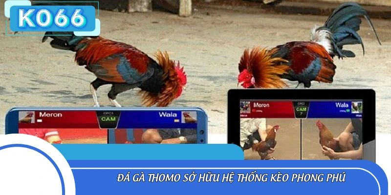 Đá gà Thomo sở hữu hệ thống kèo phong phú