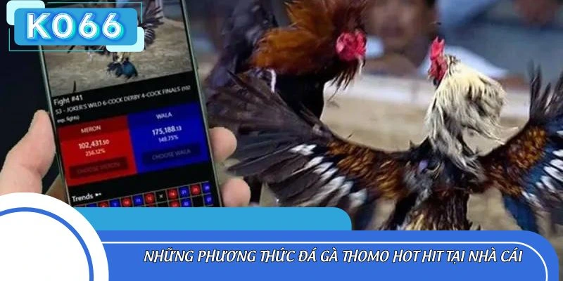 Những phương thức đá gà Thomo hot hit tại nhà cái