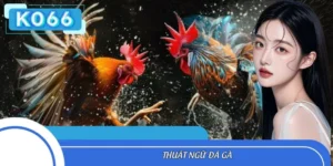 Thuật Ngữ Đá Gà KO66 - Thông Tin Cá Cược Cho Người Mới