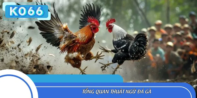 Tổng quan thuật ngữ đá gà